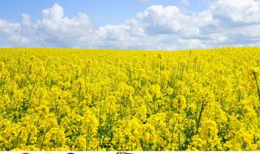 Climate Change: ठण्ड के बाद सीधे आ रही गर्मी, कह गायब हो गया बसंत का मौसम?