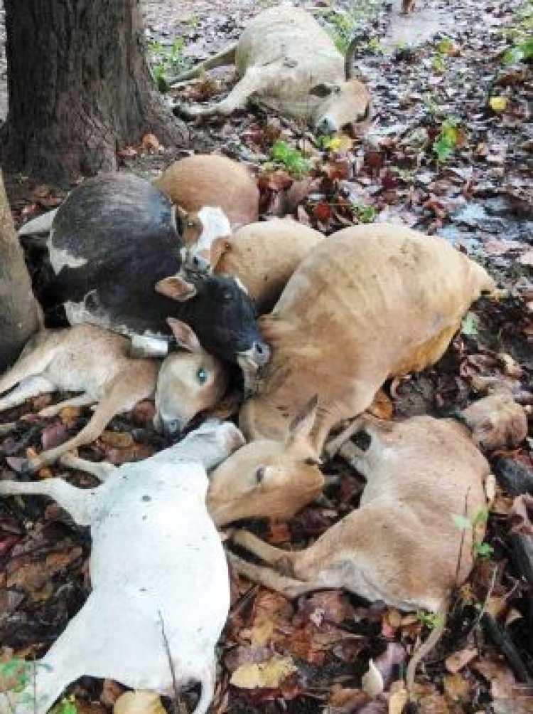 गाज से 9 मवेशियों की मौत