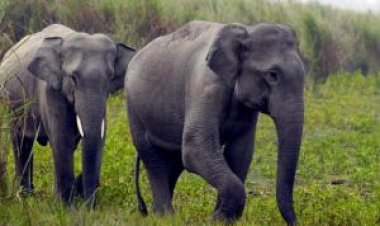 गरियाबंद को छोड़ बिंद्रानवागढ़ परिक्षेत्र पहुंचे जंगली हाथी