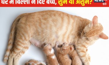 आपके घर में भी बिल्ली ने दिए हैं बच्चे? जानें किस बात का है संकेत, यहां समझें