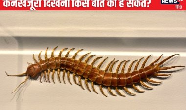 घर में कनखजूरा दिखना किस बात का है संकेत? क्या होना वाला है कोई अपशकुन?