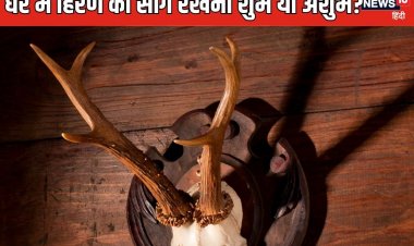 क्या घर में हिरण के सींग को रख सकते हैं? जानिए ऐसा करना शुभ है या अशुभ