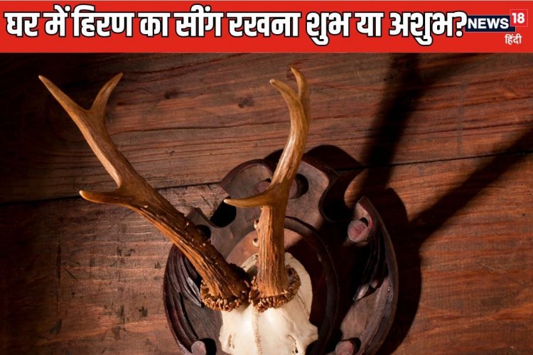 क्या घर में हिरण के सींग को रख सकते हैं? जानिए ऐसा करना शुभ है या अशुभ