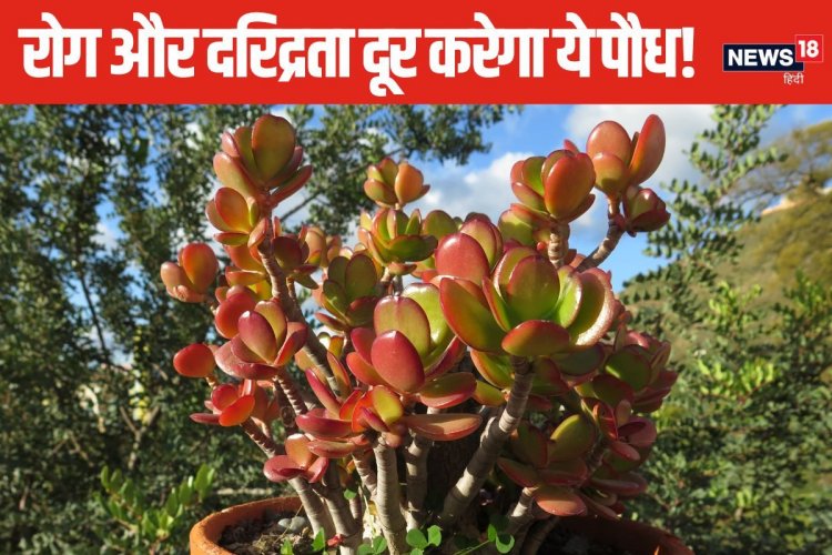 भारत को जापान पैरा बैडमिंटन चैंपियनशिप में 24 पदक