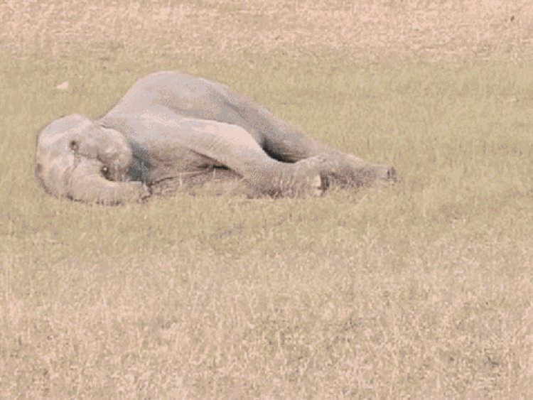 बांधवगढ़ टाइगर रेंज में हाथियों की मौत पर चिट्ठी:एनटीसीए को भेजे पत्र में 2022 में पनपथा में हाथी की मौत से लिंक जुड़ने का संदेह
