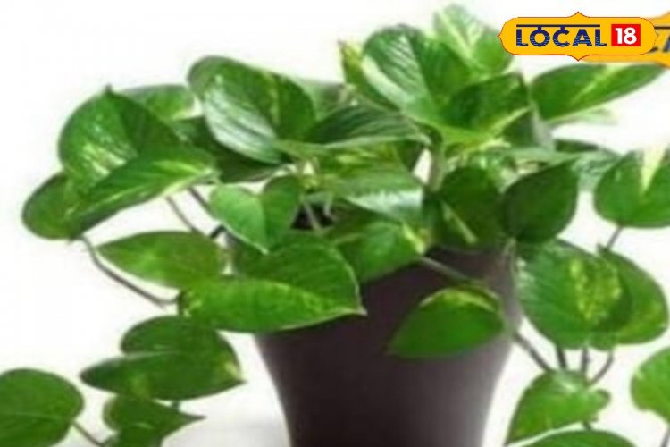 घर में मनी प्लांट लगाने का जानें सही तरीका, वास्तु का ये नियम बना देगा धनवान!