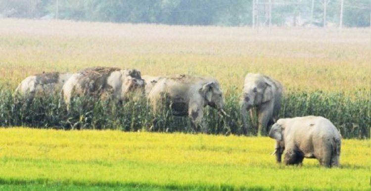 शाम होते ही हाथीदल खेतों में, रात भर फसल को रौंदते-खाते हैं, अल सुबह जंगल चले जाते हैं