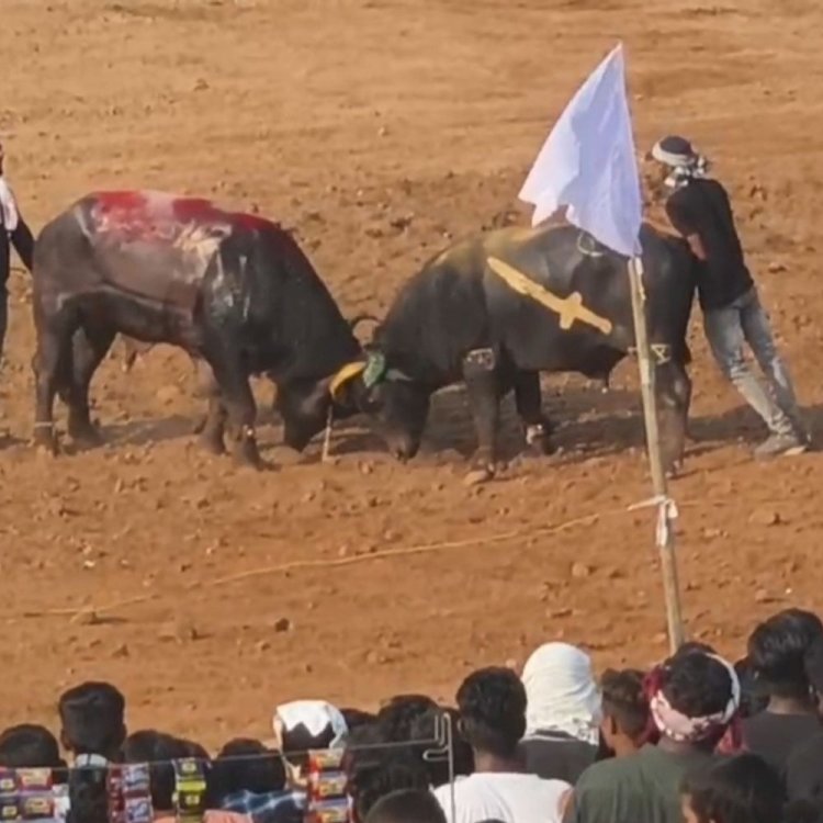 बुरहानपुर में अब 67 पर एफआईआर:मेले की अनुमति लेकर पाड़ों की टक्कर कराने पर 5 आयोजकों, 62 पाड़ा मालिकों पर केस