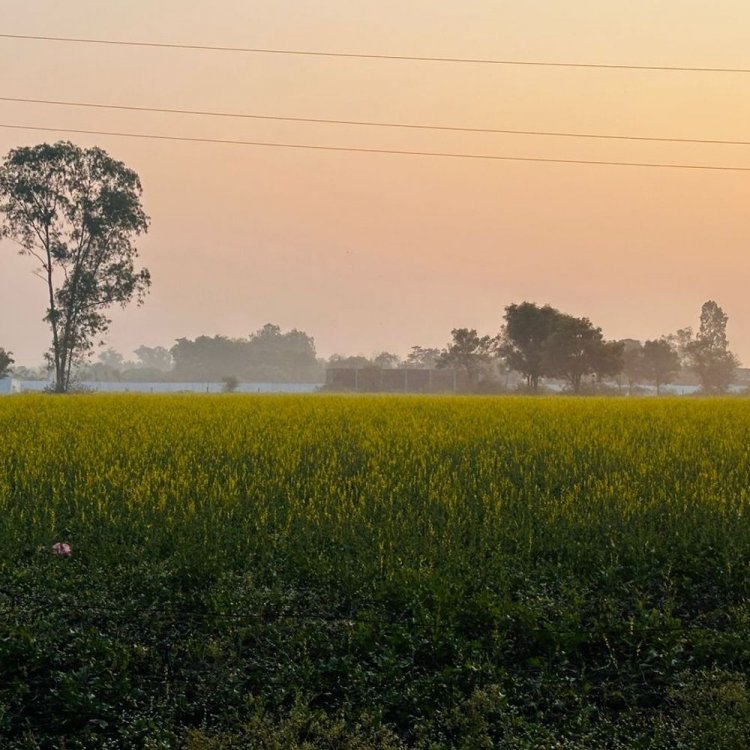 मंदसौर में सुबह छाई रही हल्की धुंध:ठंडी हवाएं बढ़ा रही सर्दी; 3-4 दिन ऐसा ही मौसम रहेगा