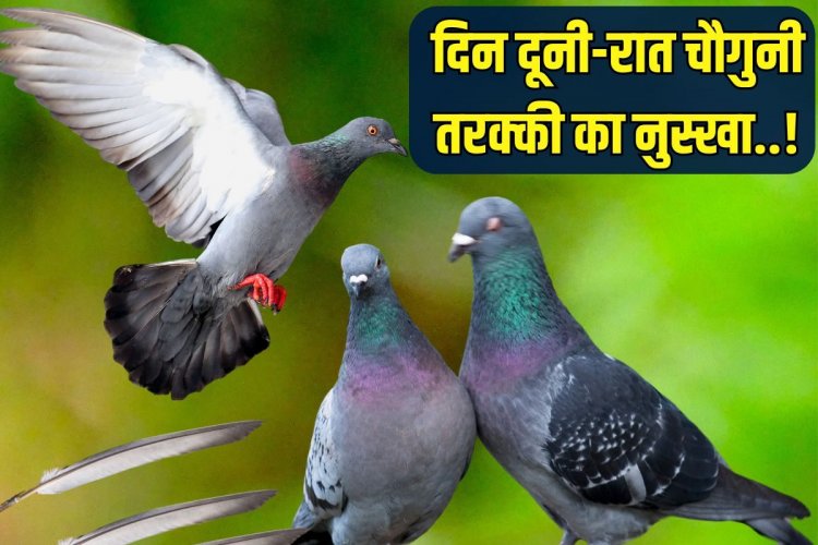 दिन दूनी-रात चौगुनी तरक्की का नुस्खा... इस पक्षी का पंख घर में यहां रखें