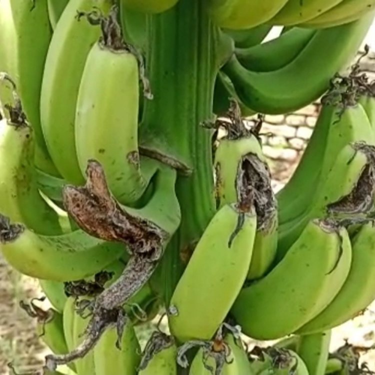 किसानों को केला फसल पर नहीं मिल रहा बीम लाभ:प्राकृतिक आपदा से हर साल केले की फसल पर दो से तीन बार मंडराता है संकट