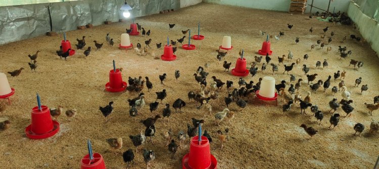 मोहला : मुर्गी पालन और बटेर पालन से महिला समूह गढ़ रही है अपने भविष्य के सपने