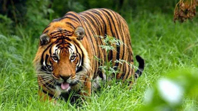 छत्तीसगढ़-कबीरधाम में बॉर्डर पर पहुंची बाघिन, ग्रामीणों में मचा हड़कंप