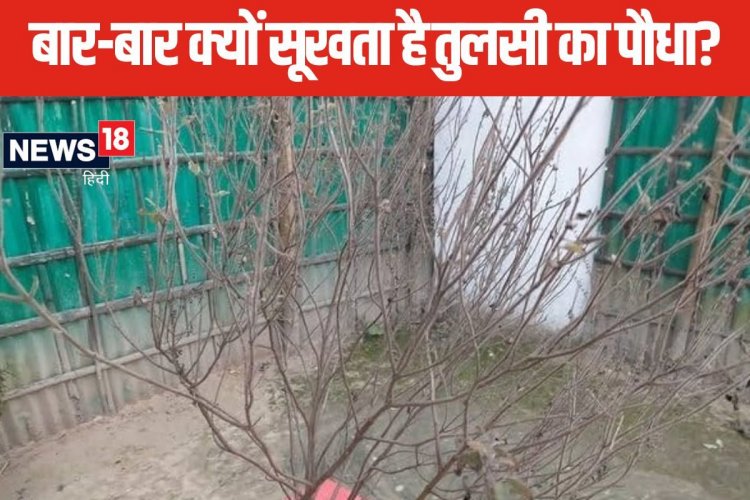 बार-बार सूख रहा है तुलसी का पौधा? इन संकेतों को न करें नजर अंदाज, करें उपाय