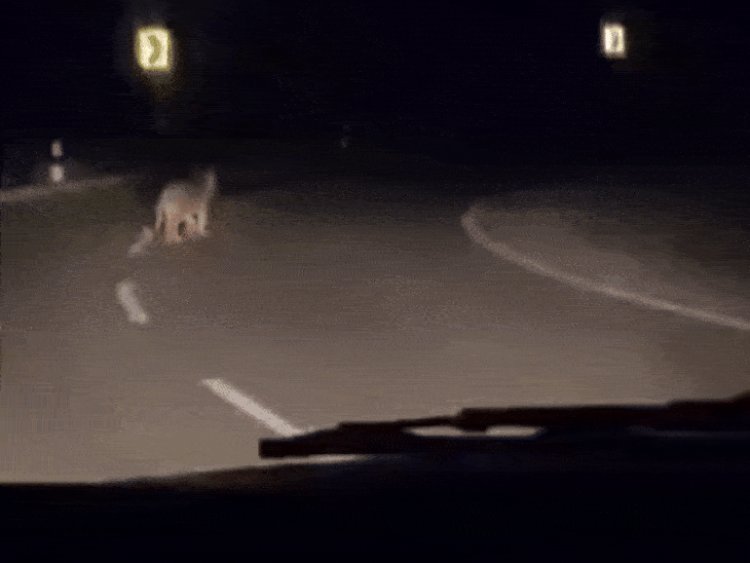 बड़वानी के अम्बापानी में सड़क किनारे घूमते दिखाई दिए तेंदुए:DFO बोले-जब तक किसी को नुकसान पहुंचाते तब तक नहीं करेंगे रेस्क्यू