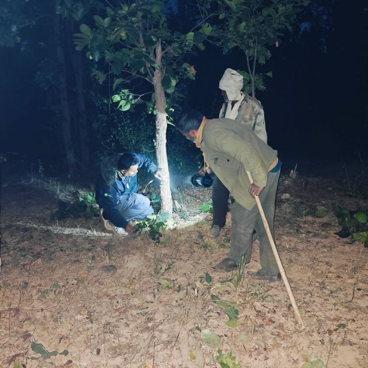 बांधवगढ़ टाइगर रिजर्व जानवरों की गिनती:1278 कैमरे लगाए गए, 800 से अधिक कर्मचारी काम में लगे