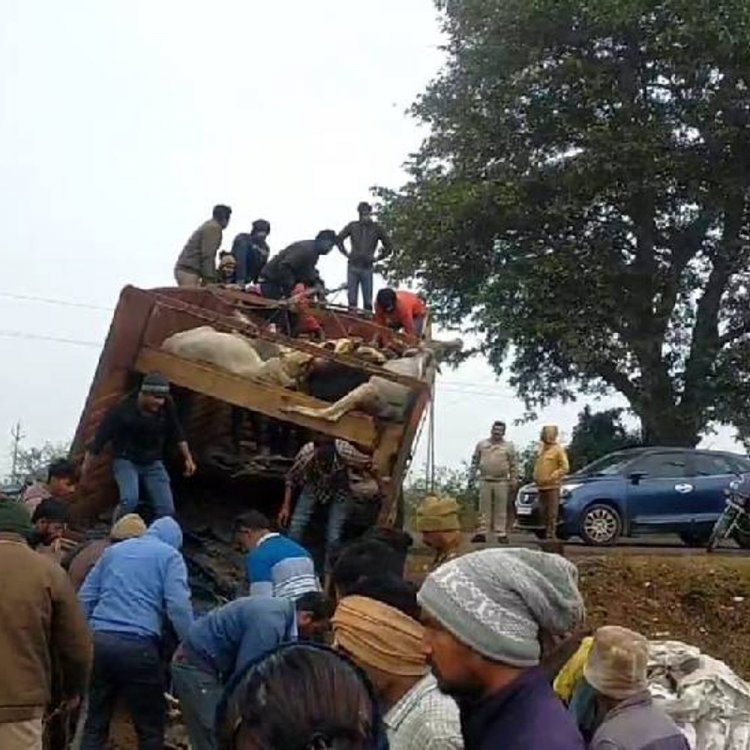 जबलपुर-दमोह रोड पर गोवंशों से भरा ट्रक पलटा:कई गोवंशों की मौत; मौके से ड्राइवर और कंडक्टर फरार