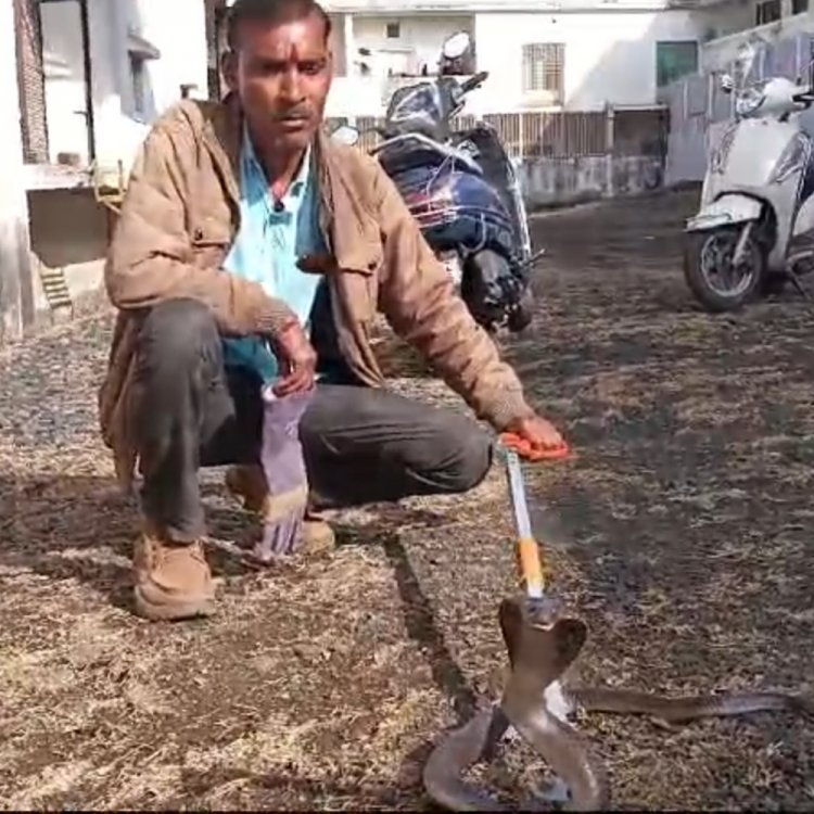 सागर के वेयरहाउस में घुसा 5 फीट लंबा कोबरा:बोरियों के बीच छिपा बैठा था, हम्मालों ने देखा तो बाहर भागे, 3 घंटे की मशक्कत के बाद पकड़ाया