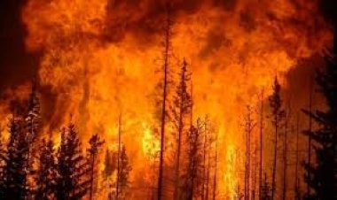 अमेरिका: जंगल की आग में अब तक 26 लोगों की मौत, आग पर काबू पाने की कवायद तेज