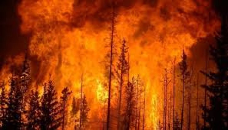 अमेरिका: जंगल की आग में अब तक 26 लोगों की मौत, आग पर काबू पाने की कवायद तेज