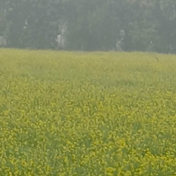 मुरैना में न्यूनतम पारे में गिरावट:आगरा-मथूरा में हुई बारिश का असर; गेहूं और सरसो की फसल के लिए मौसम अच्छा