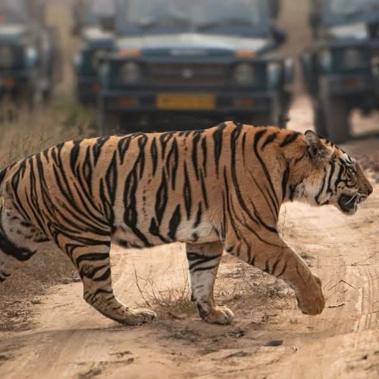 संजय टाइगर रिजर्व में मॉर्निंग सफारी के दौरान दिखा बाघ:गाड़ी से महज 5 मीटर की दूरी से गुजरा, पर्यटकों ने बनाया वीडियो