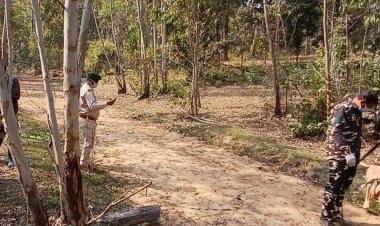 उमरिया के पाली परिक्षेत्र में मिला बाघ का शव:पास में दूसरे बाघ के पगमार्क; डॉग स्क्वॉड कर रहा जांच