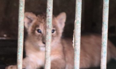 इंदौर जू में शेरनी के शावक की मस्ती, देखिए video:जनवरी-फरवरी में जू में आए 11 नन्हें मेहमान; एक्सचेंज प्रोग्राम के तहत आएगा जंगली भैंसा