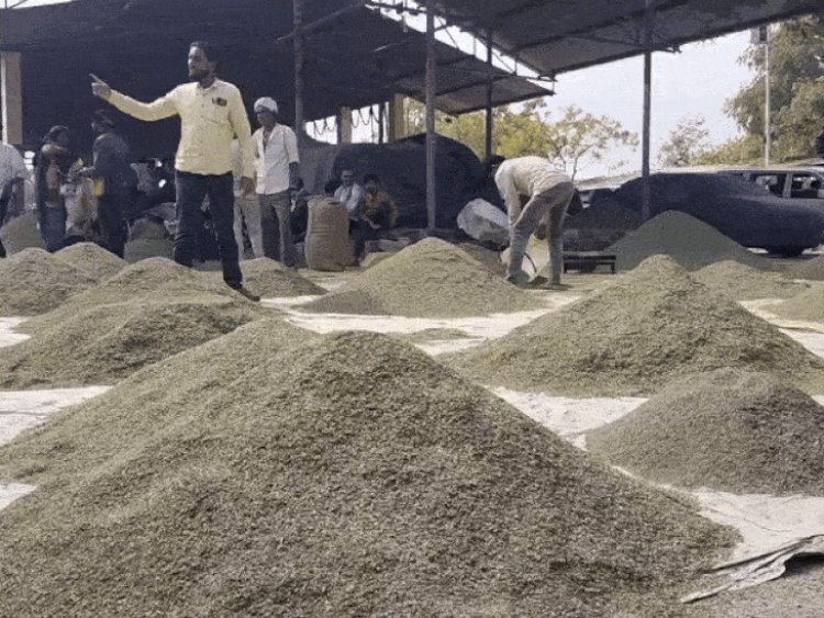 बड़वानी में सौंफ किसानों पर दोहरी मार:नमी का हवाला देकर व्यापारी कम कर रहे भाव; लागत भी नहीं निकल रही