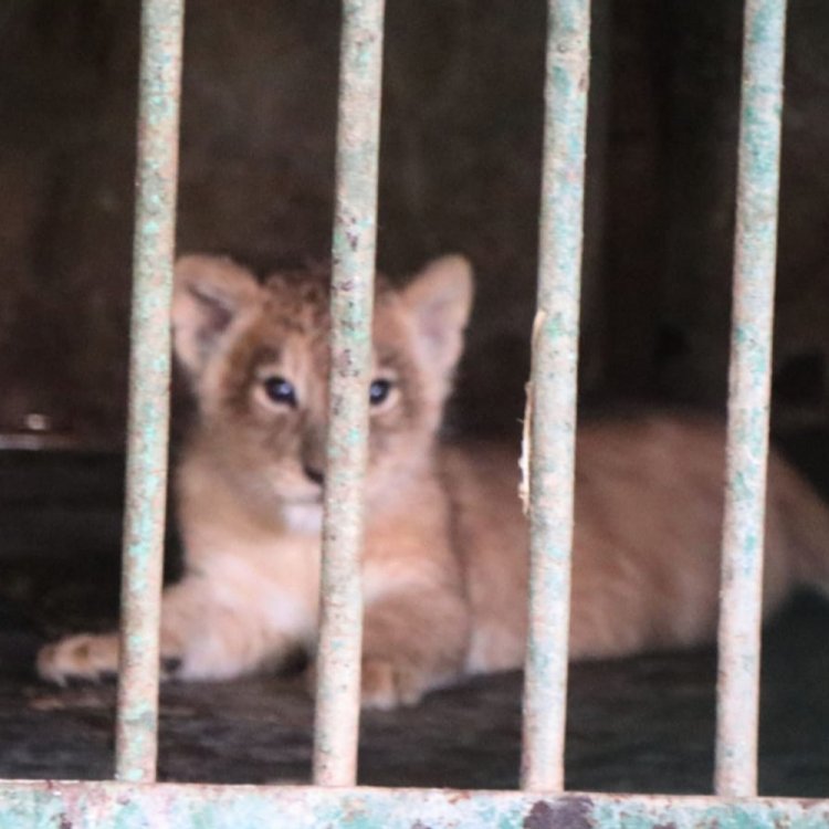 इंदौर जू में शेरनी के शावक की मस्ती, देखिए video:जनवरी-फरवरी में जू में आए 11 नन्हें मेहमान; एक्सचेंज प्रोग्राम के तहत आएगा जंगली भैंसा
