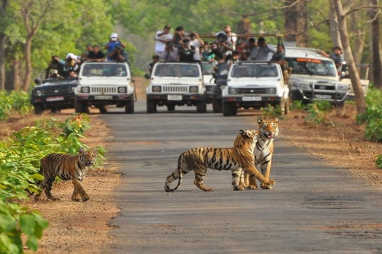 माधव टाइगर रिजर्व बनने पर प्रदेशवासियों को दी बधाई : वन राज्य मंत्री  अहिरवार