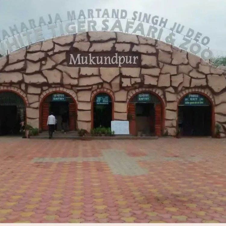 मैहर को बनाया अलग वन मंडल:608 वर्ग किमी वन क्षेत्र और व्हाइट टाइगर सफारी का प्रशासनिक नियंत्रण मिला