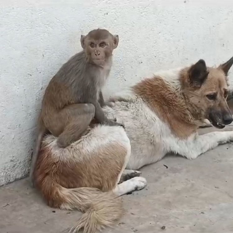 उमरिया में कुत्ते और बंदर की दोस्ती, VIDEO:एक-दूसरे के बिना नहीं खाते खाना; एक महीने से वार्ड-2 में रह रहे दोनों