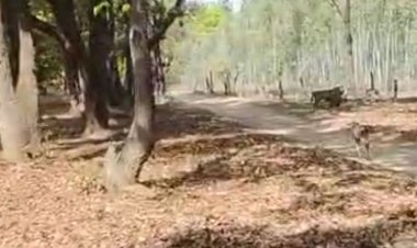 बांधवगढ़ टाइगर रिजर्व बाघ ने किया शिकार- VIDEO:शिकार के लिए घात लगाए बैठा था, पर्यटकों के सामने मवेशी के झुंड पर झपटा