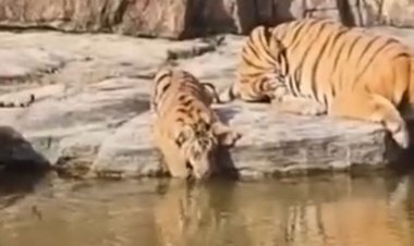 पन्ना टाइगर रिजर्व में झरने पर दिखा बाघ परिवार:पानी पीती बाघिन पी-151 और दो शावक, पर्यटकों ने बनाया वीडियो