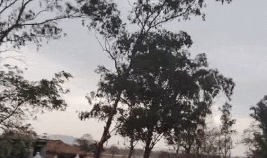 सिंगोड़ी में आकाशीय बिजली से गिरा पेड़:छिंदवाड़ा में तेज धूप के बाद झमाझम बारिश; कई क्षेत्रों में ओलावृष्टि