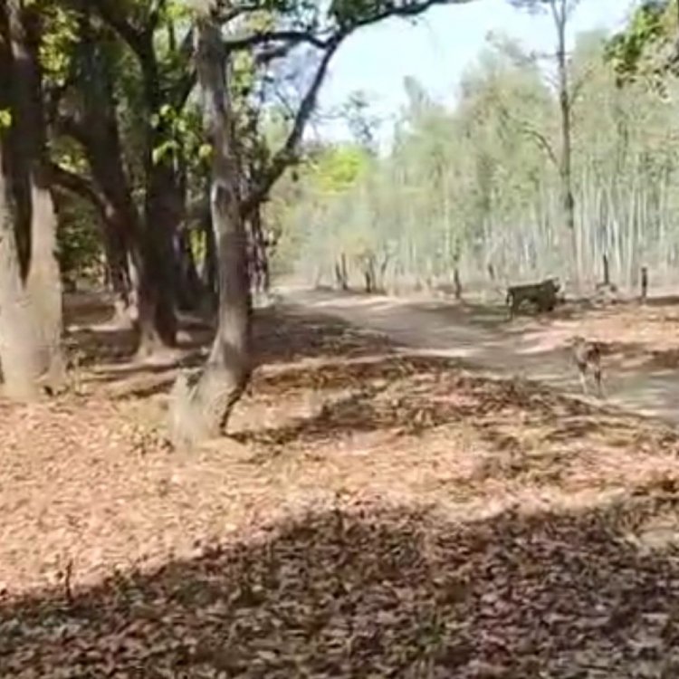 बांधवगढ़ टाइगर रिजर्व बाघ ने किया शिकार- VIDEO:शिकार के लिए घात लगाए बैठा था, पर्यटकों के सामने मवेशी के झुंड पर झपटा