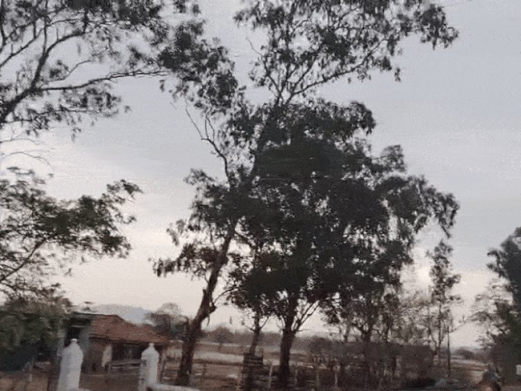 सिंगोड़ी में आकाशीय बिजली से गिरा पेड़:छिंदवाड़ा में तेज धूप के बाद झमाझम बारिश; कई क्षेत्रों में ओलावृष्टि