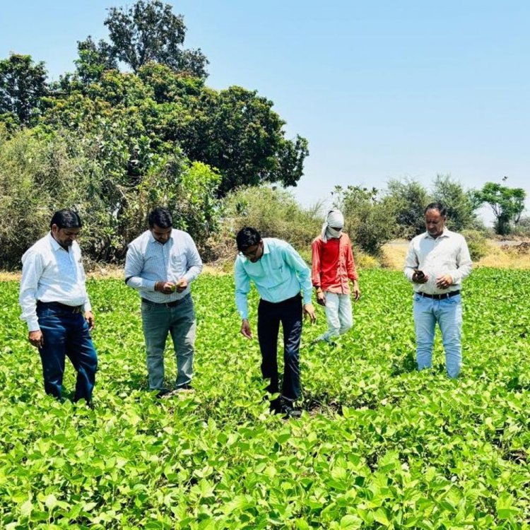 मूंग फसल पर पत्ती छेदक इल्ली का हमला:हरदा में 1.45 लाख हेक्टेयर में बोई फसल पर खतरा; किसान कर रहे अधिक कीटनाशक स्प्रे