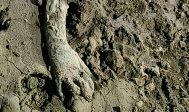 ईंट भट्ठे की मिट्टी में दबा मिला 9 वर्षीय बालक:20 दिन से लापता था मासूम; ट्रैक्टर-ट्रॉली से गिरा था, शव क्षत-विक्षत हालत में मिला