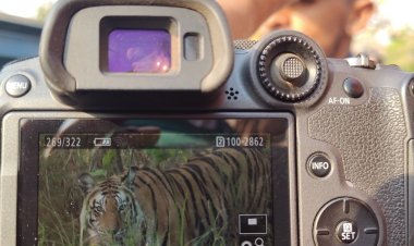 गर्मी से बेहाल बाघ टी17 जंगल से निकला:संजय टाइगर रिजर्व में पानी की तलाश करता दिखा, एक खासियत की वजह से हैं फेमस