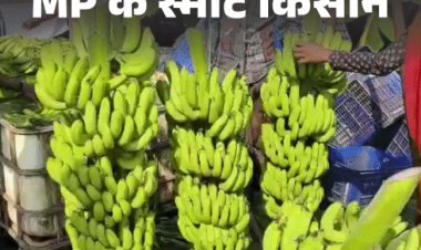 बड़वानी के केले की मांग इराक-ईरान तक:इंजीनियर कर रहा आधुनिक खेती, सालाना 16 लाख रुपए का प्रॉफिट