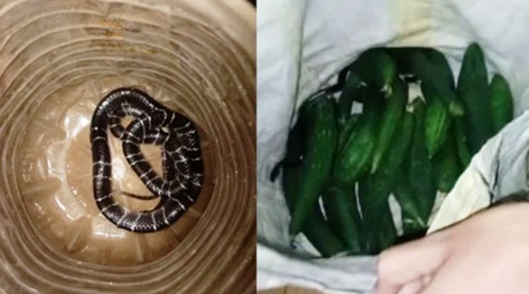 सब्जी के थैले से निकला जहरीला करैत, मच गया हड़कंप