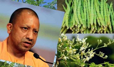 पोषण का पावरहाउस कहे जाने वाले सहजन को लेकर खास निर्देश