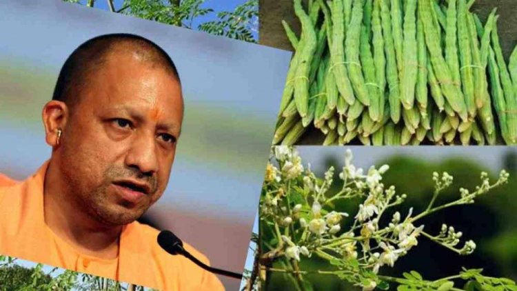 पोषण का पावरहाउस कहे जाने वाले सहजन को लेकर खास निर्देश