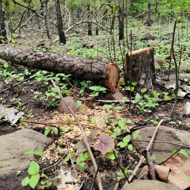विदिशा के कोलूआ वन में अवैध कटाई:ग्रामीण बोले- तीन दिन में 60 सागौन के पेड़ काटे; वन विभाग से दोषियों पर कार्रवाई की मांग