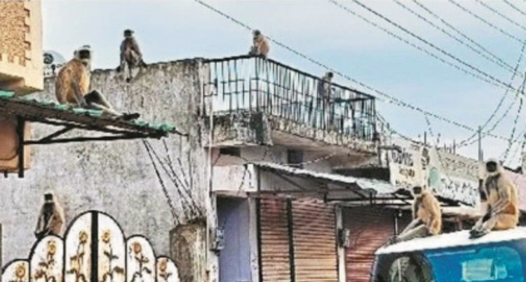 आवासीय कॉलोनियों में बंदरों का उत्पात