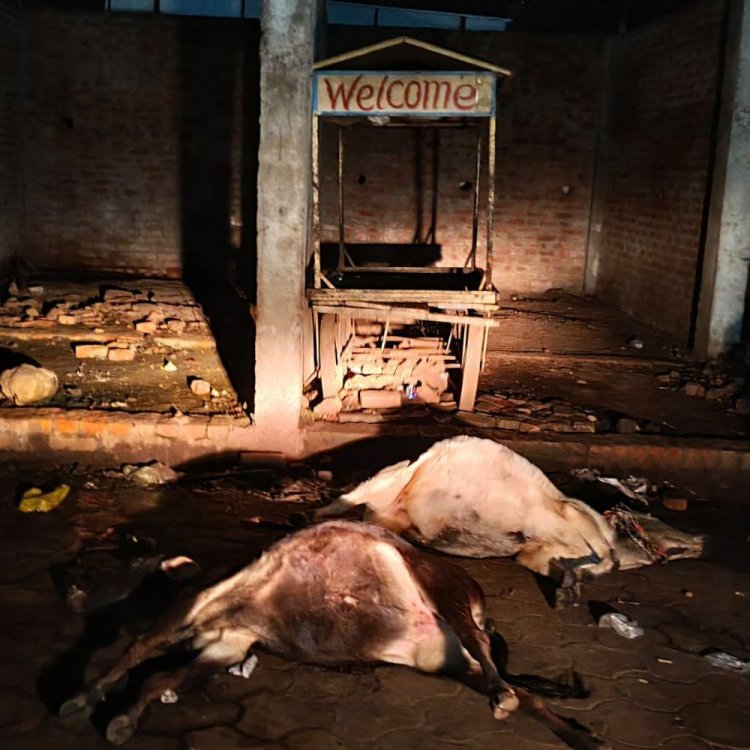 ईसागढ़ में खुले ट्रांसफार्मर से करंट, दो गोवंश की मौत:बिजली कंपनी की लापरवाही, नागरिकों ने पहले भी शिकायतें की थी