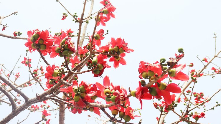 टेसू के चटकदार रंग से फागुन का आकर्षण बढ़ा